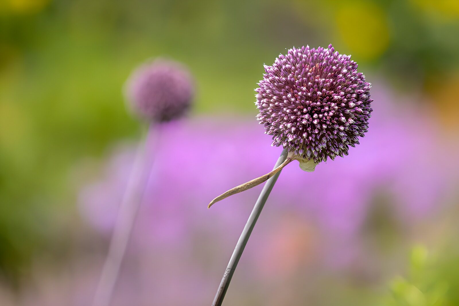 PDGIT1470120: Allium viola in primo piano
