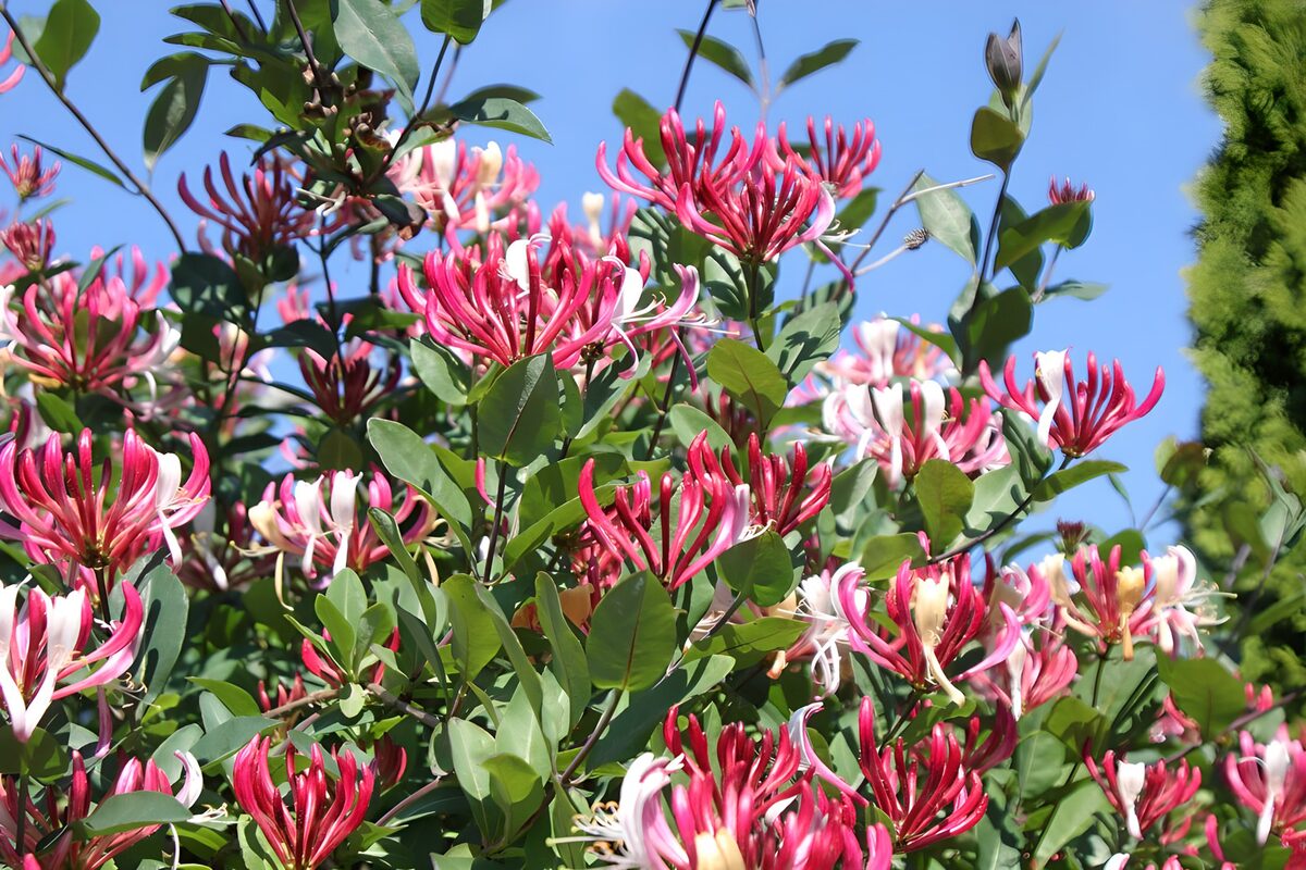 PDGIT6147112: Caprifoglio rosa e bianco al sole