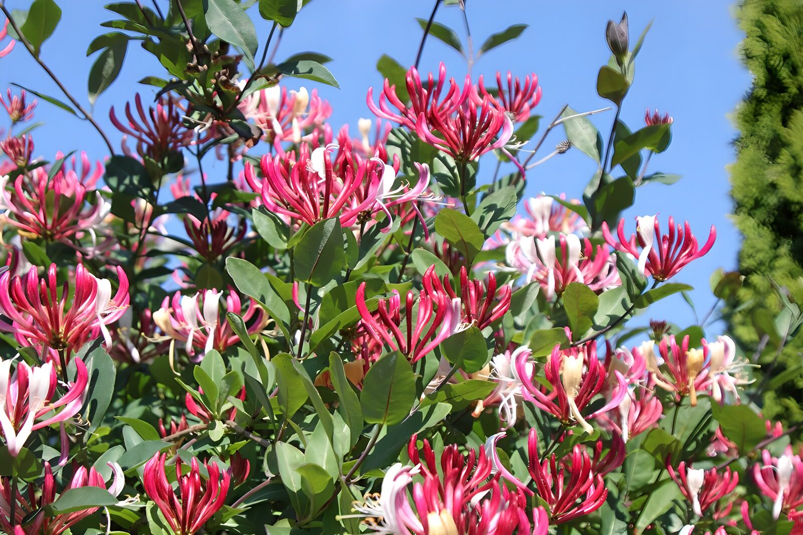 PDGIT6147112: Caprifoglio rosa e bianco al sole