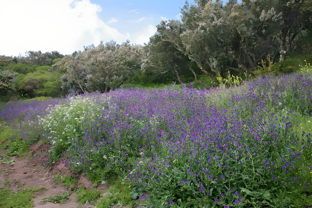 PDGIT6115585: Sentiero tra fiori viola e bianchi