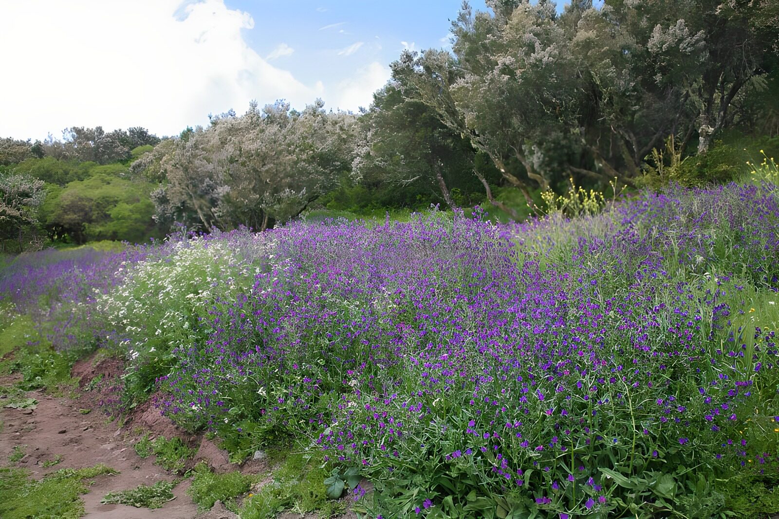 PDGIT6115585: Sentiero tra fiori viola e bianchi