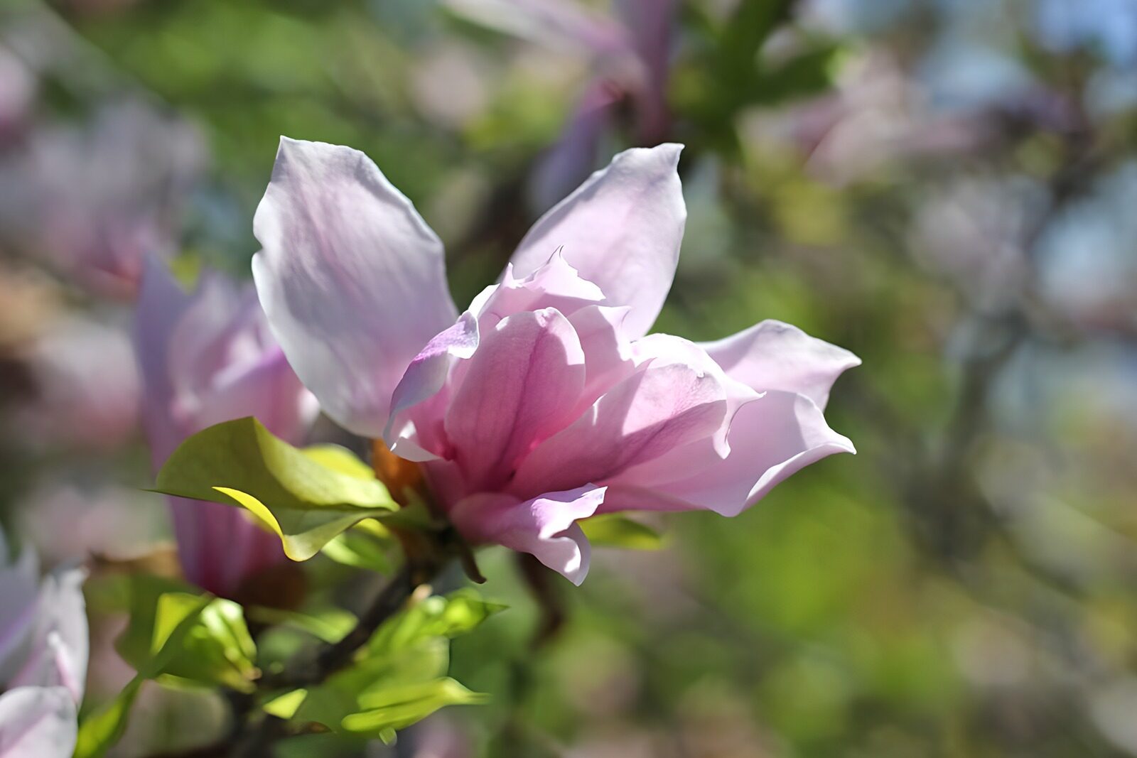 PDGIT3802716: Magnolia rosa nella luce di primavera