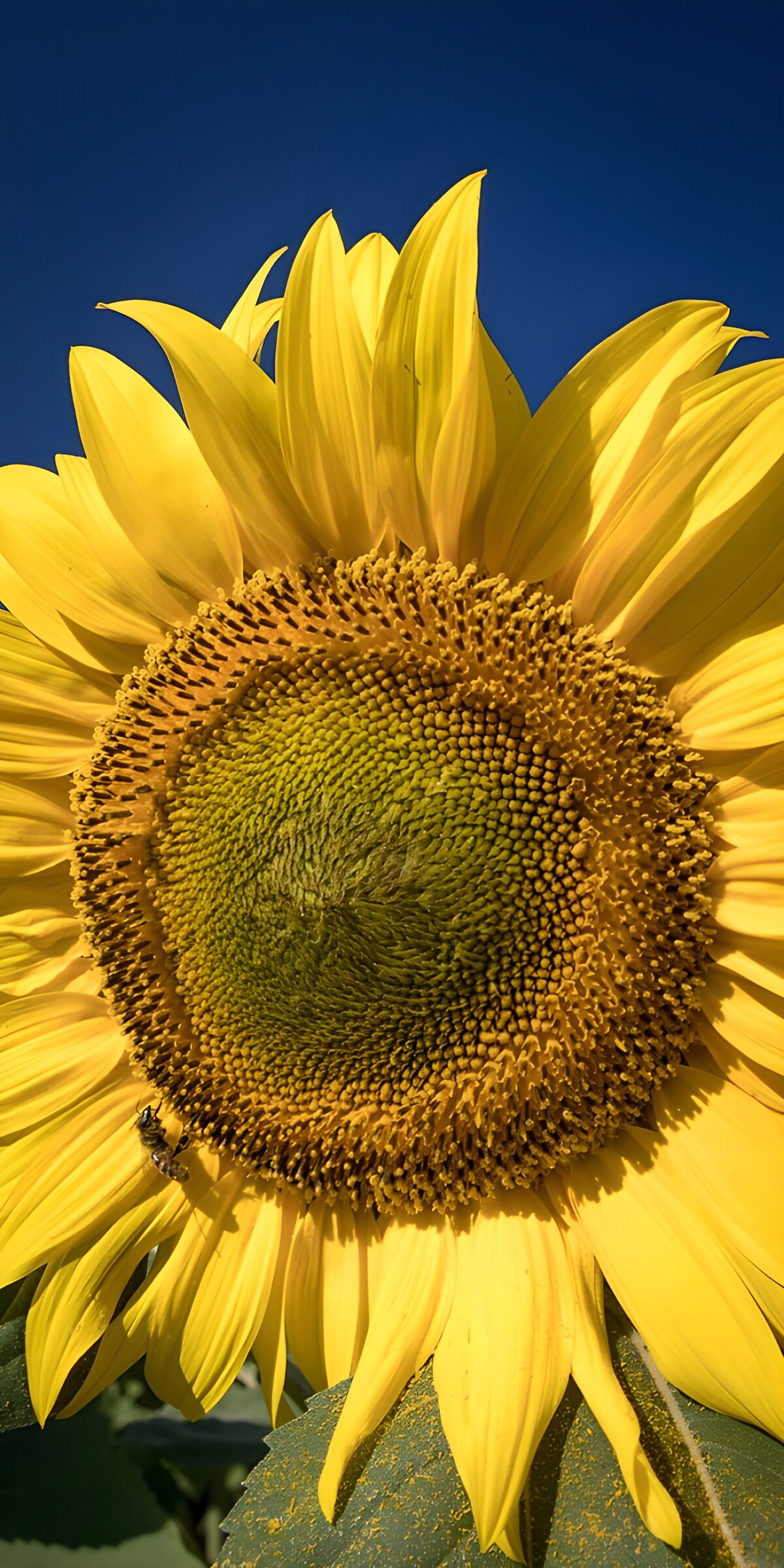 PDGIT3846456: Girasole giallo in pieno sole