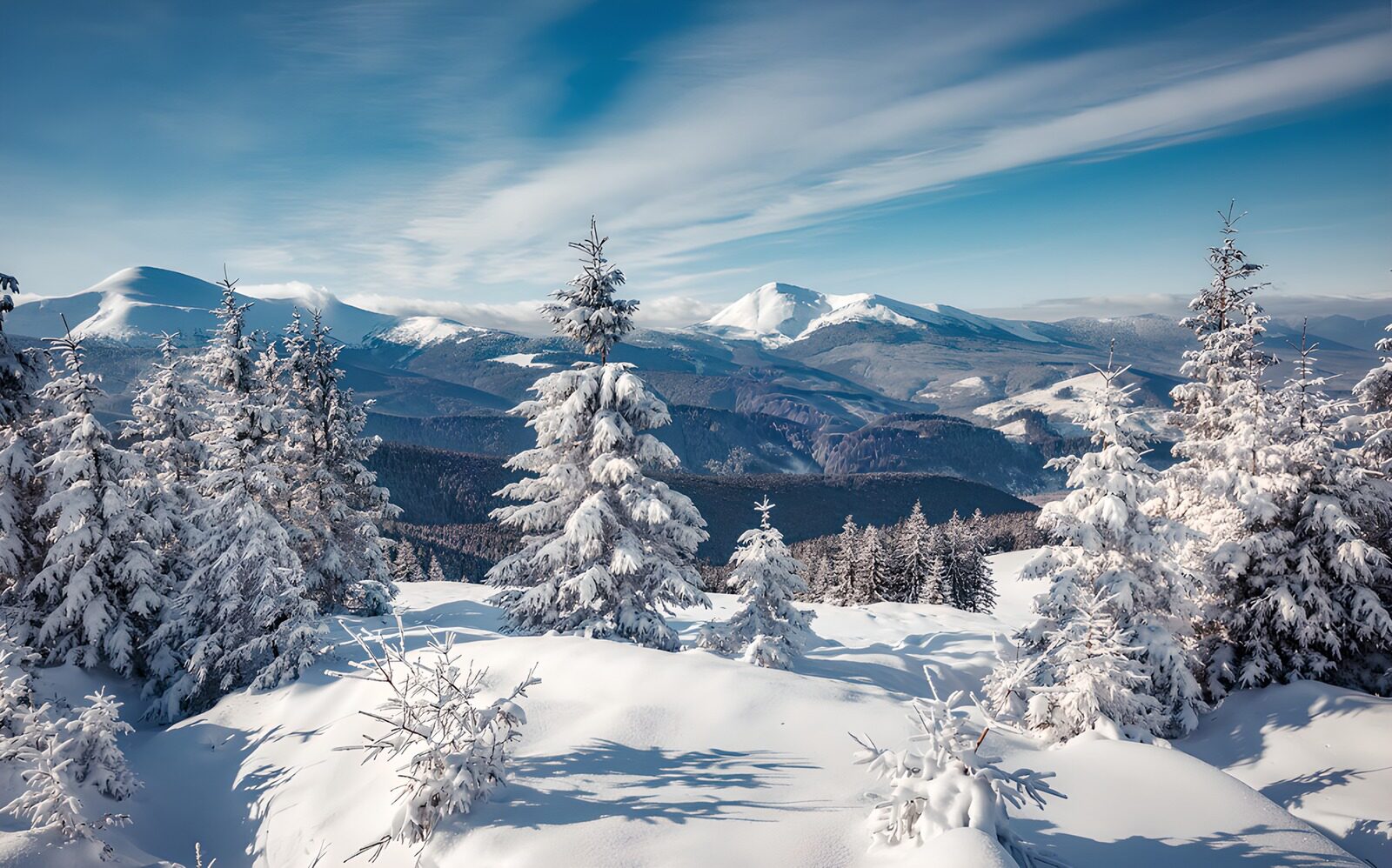 PDGIT9709410: Conifere innevate sotto il cielo blu