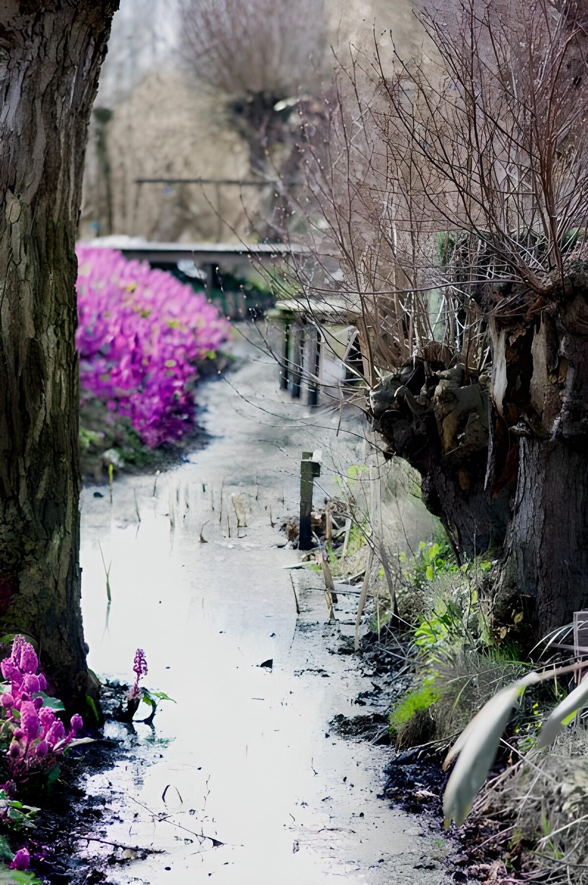 PDGIT5094419: Corso d’acqua tra tronchi e fiori rosa