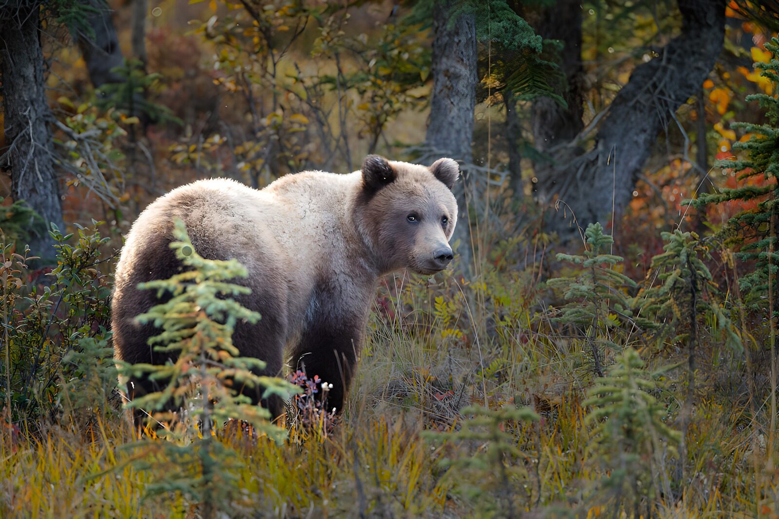 PDGIT8815965: Orso bruno nel bosco d’autunno