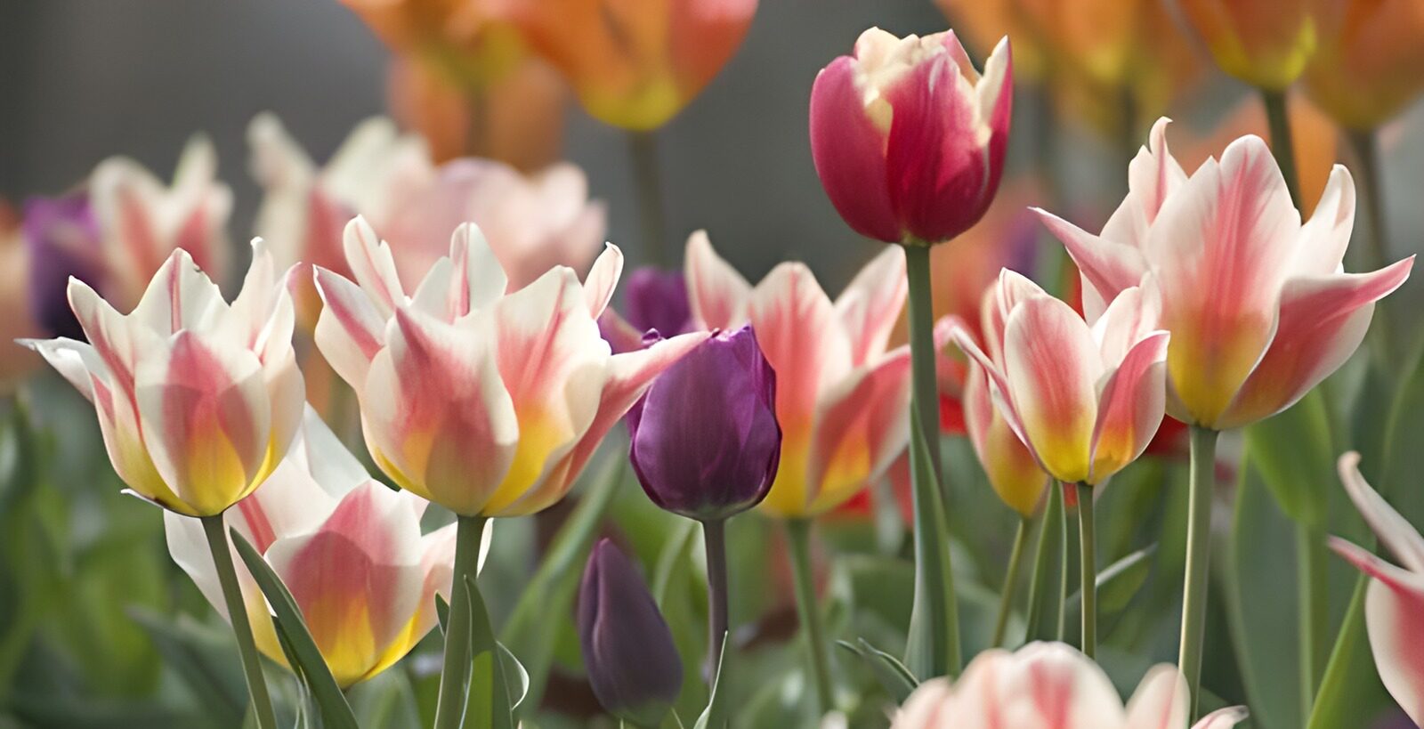 PDGIT3663395: Tulipani rosa e bianchi al sole