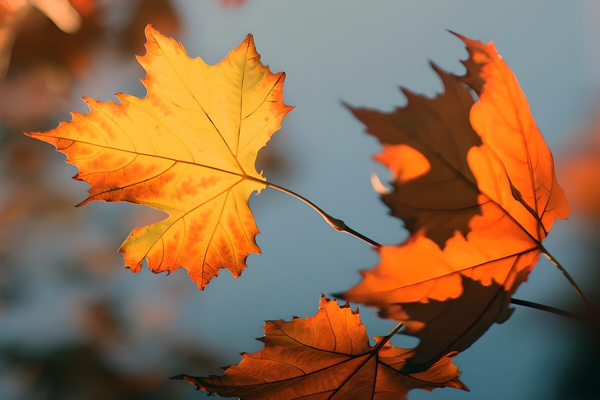 PDGIT6356128: Foglie d’acero gialle e arancio in controluce