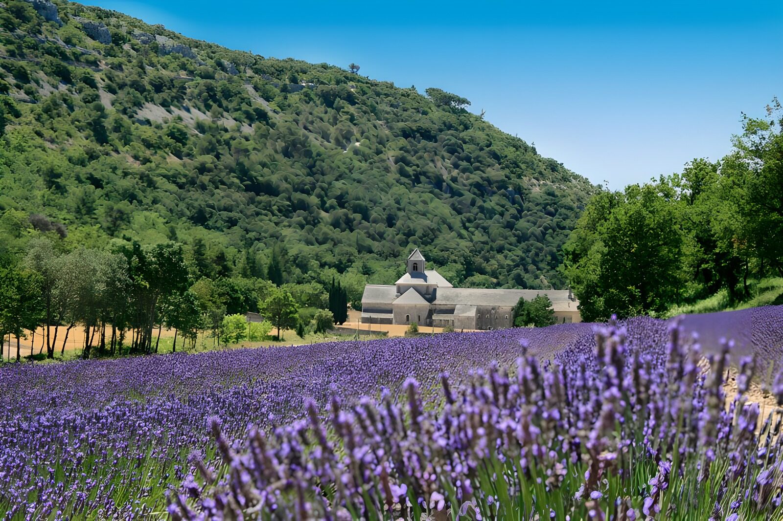 PDGIT3276098: Abbazia e campo di lavanda al sole