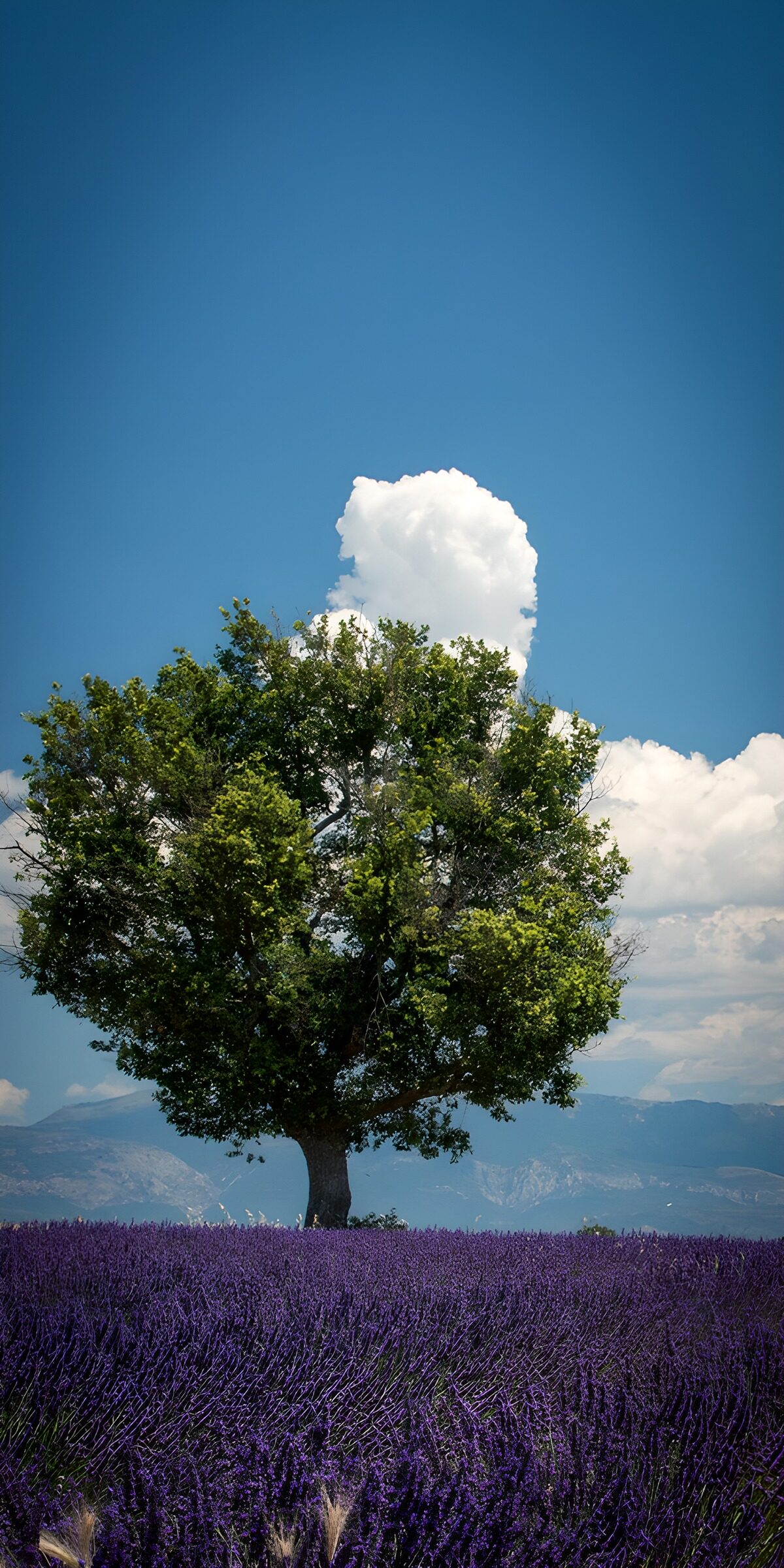PDGIT3434883: Albero solitario in un campo di lavanda