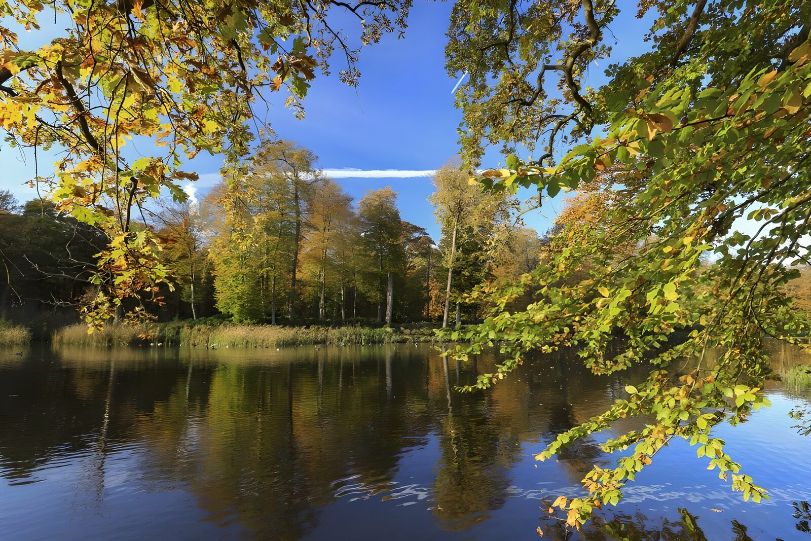 PDGIT8517946: Lago d’autunno tra rami e riflessi