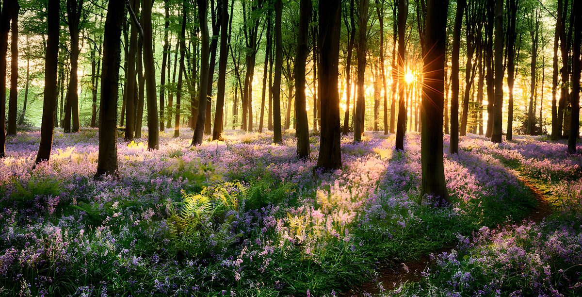Bosco di fiori viola nella luce dorata