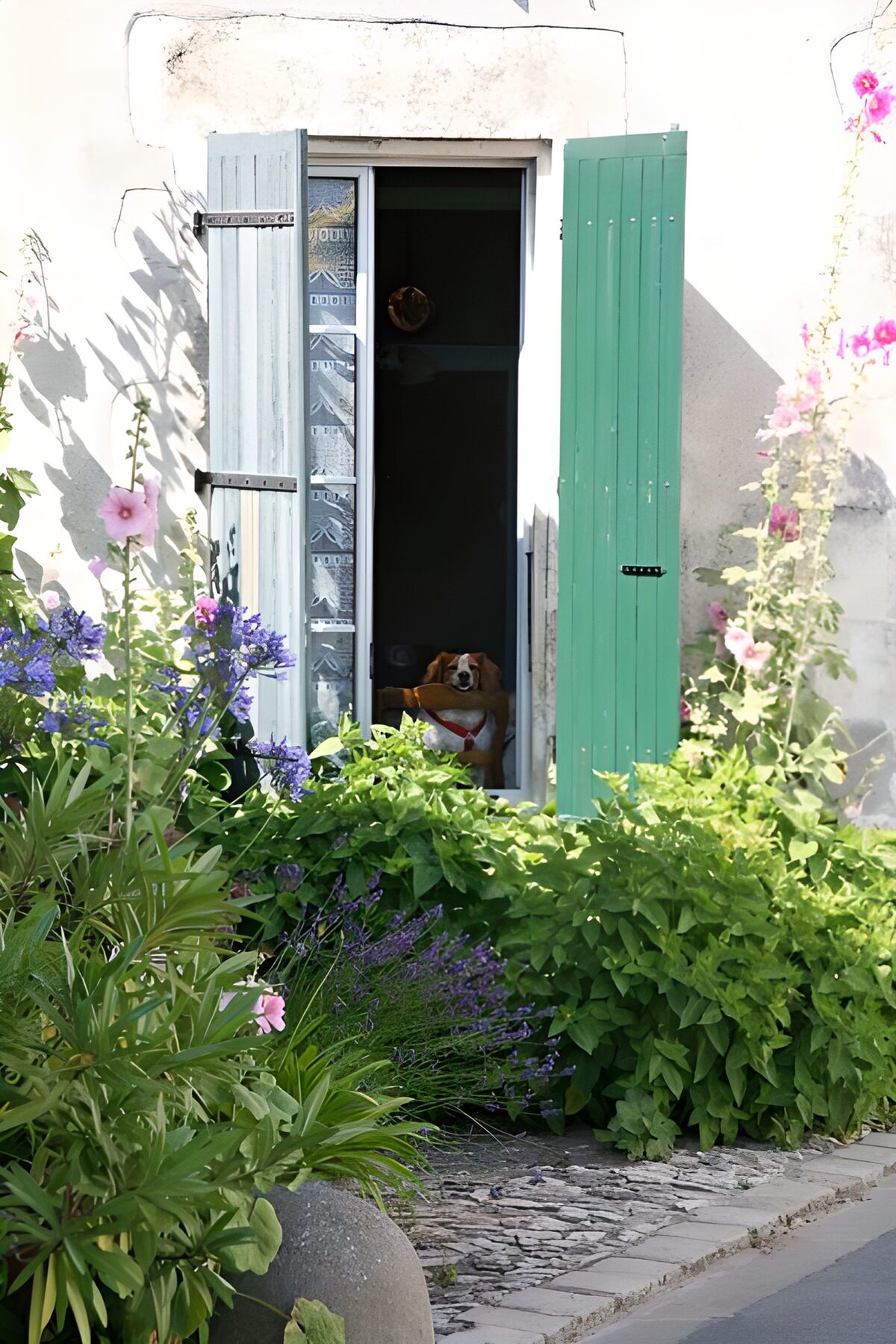 PDGIT5341174: Cagnolino sulla soglia tra i fiori