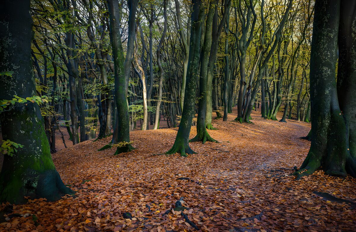 PDGIT2313111: Sentiero nel bosco d’autunno