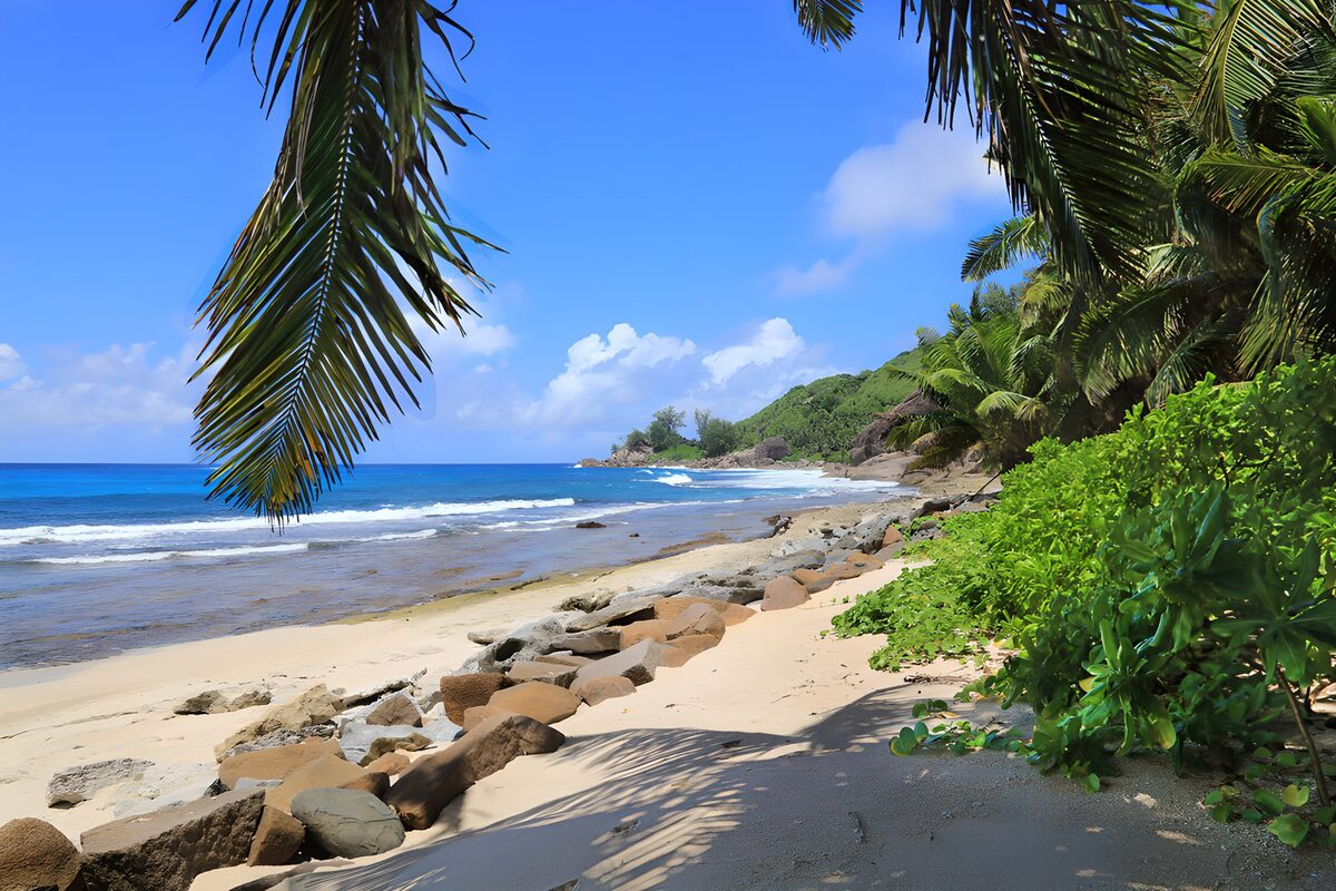 PDGIT4480958: Tra palme e onde, il respiro dei tropici
