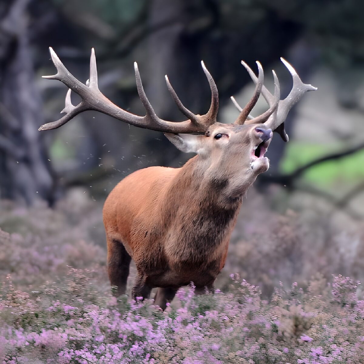 PDGIT9012398: Cervo maschio tra l’erica in fiore