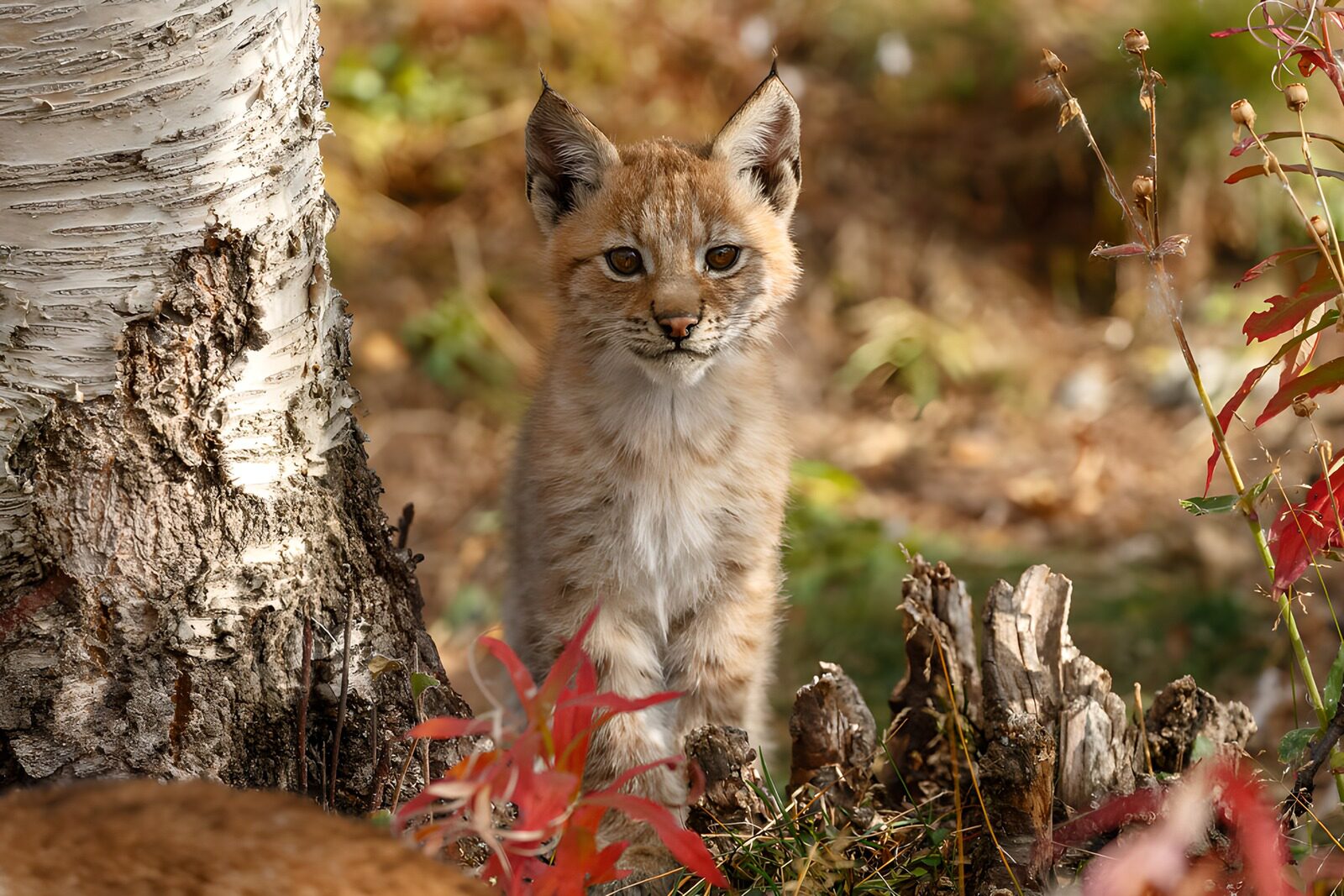 PDGIT6473122: Giovane lince tra i colori d’autunno