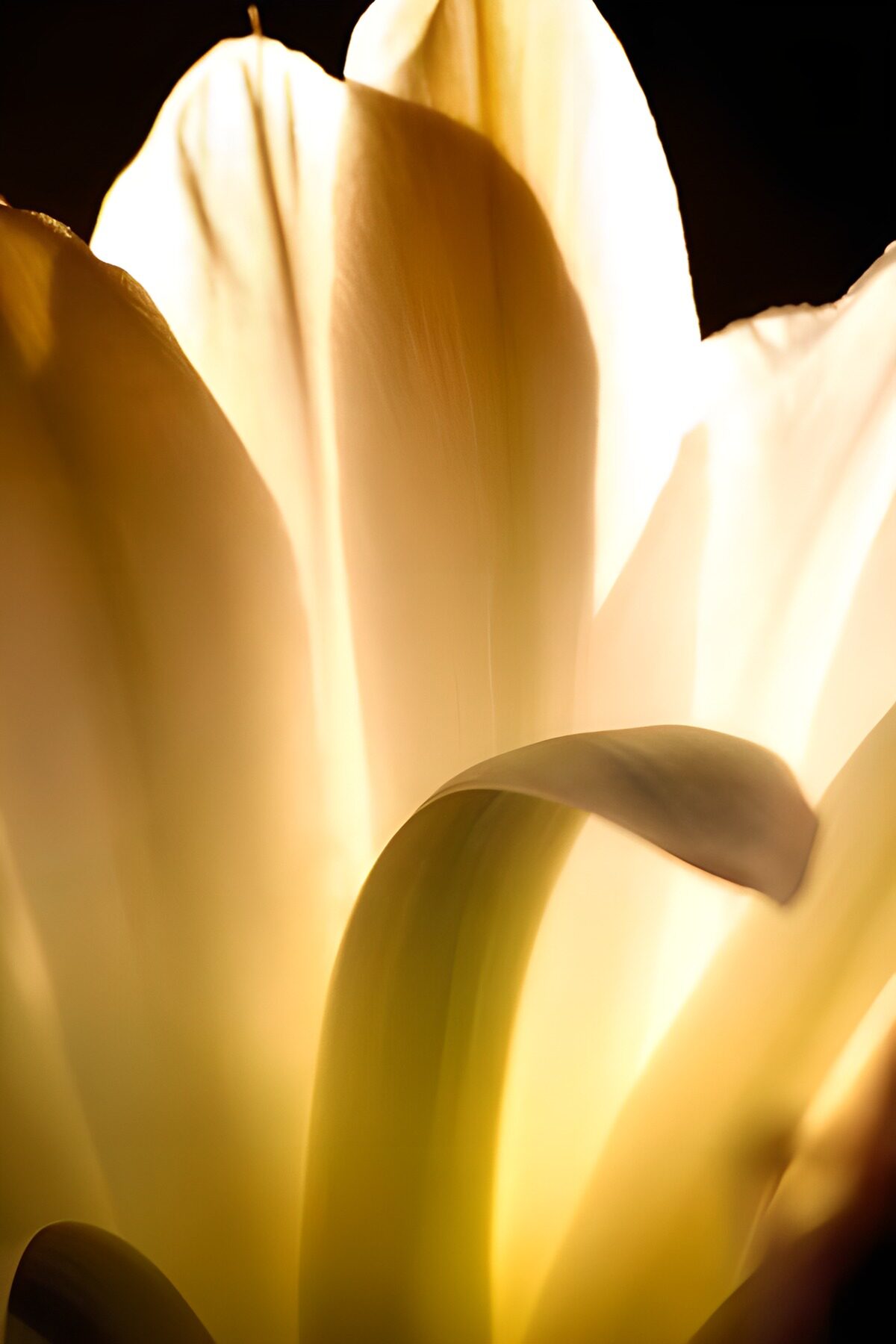 PDGIT1310710: Tulipano giallo in controluce