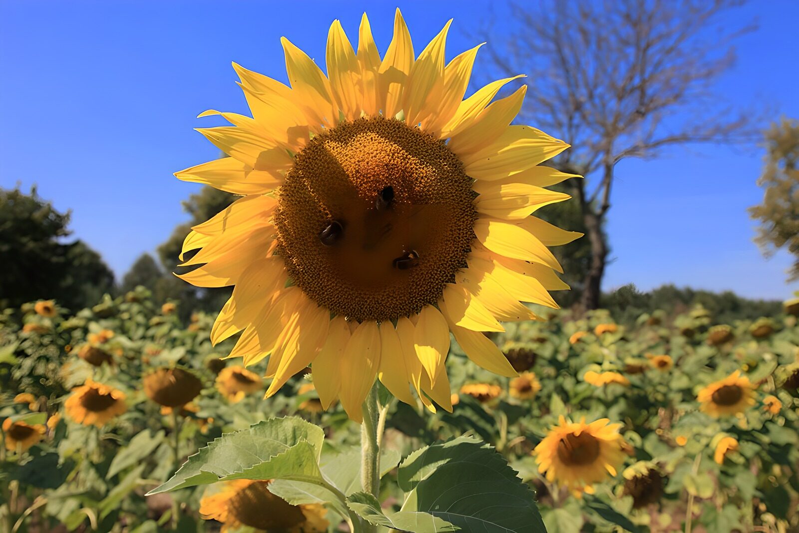 PDGIT7729333: Girasole e api sotto il cielo estivo