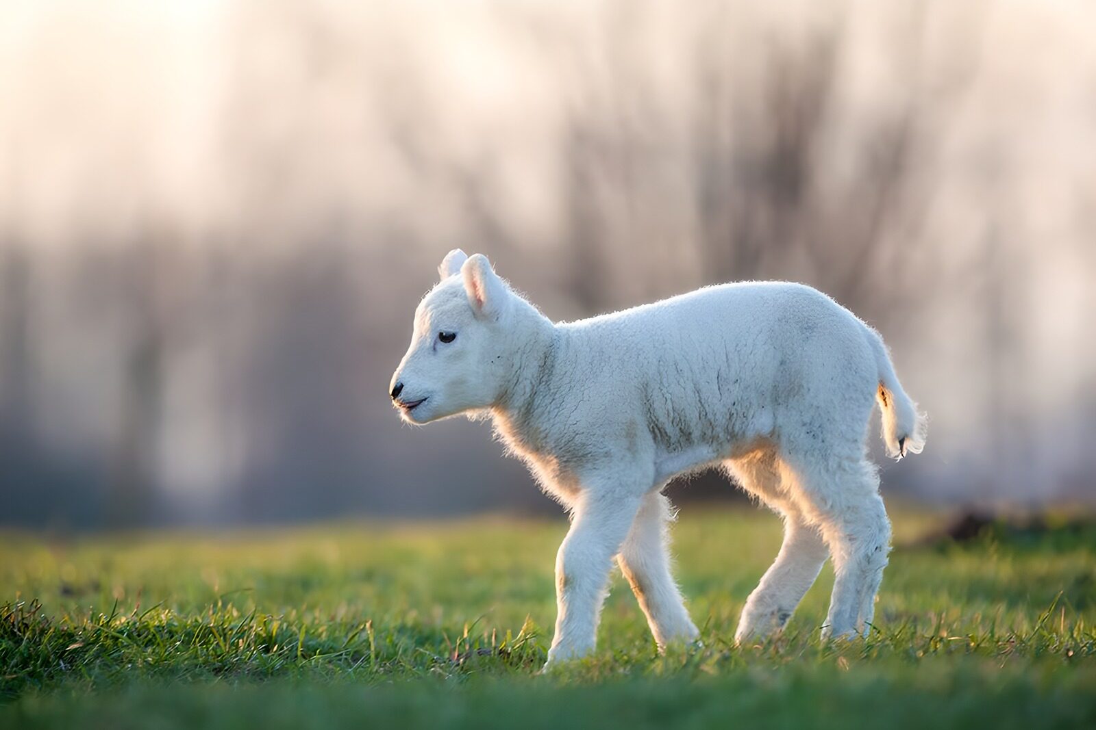 PDGIT5558843: Agnello bianco sul prato in luce calda
