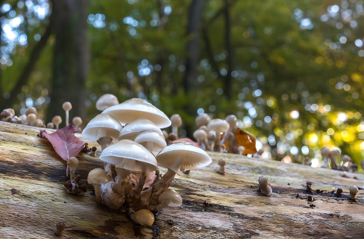 PDGIT3226052: Funghi bianchi sul tronco d’autunno