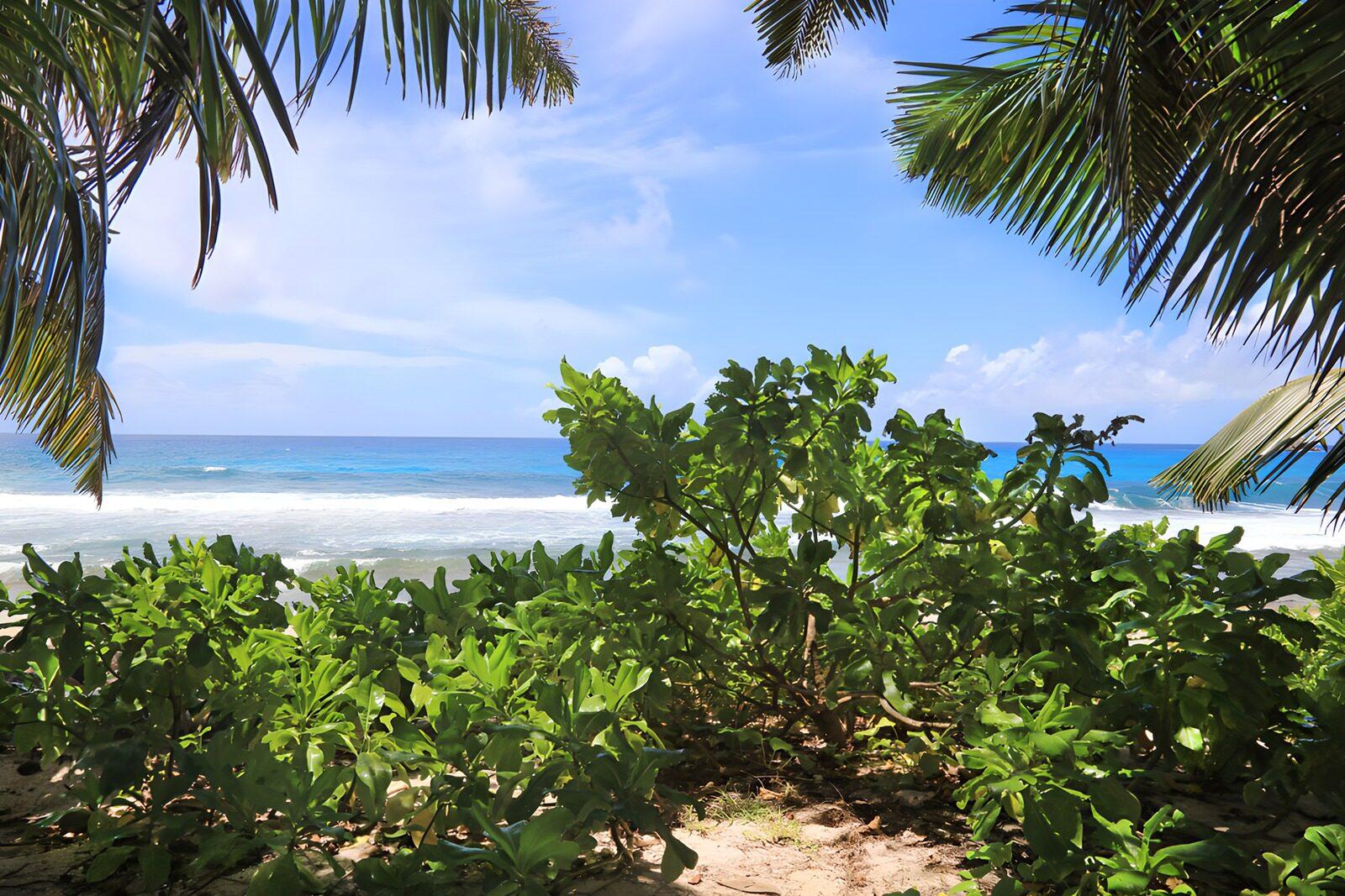 PDGIT7202629: Tra le palme, il mare respira