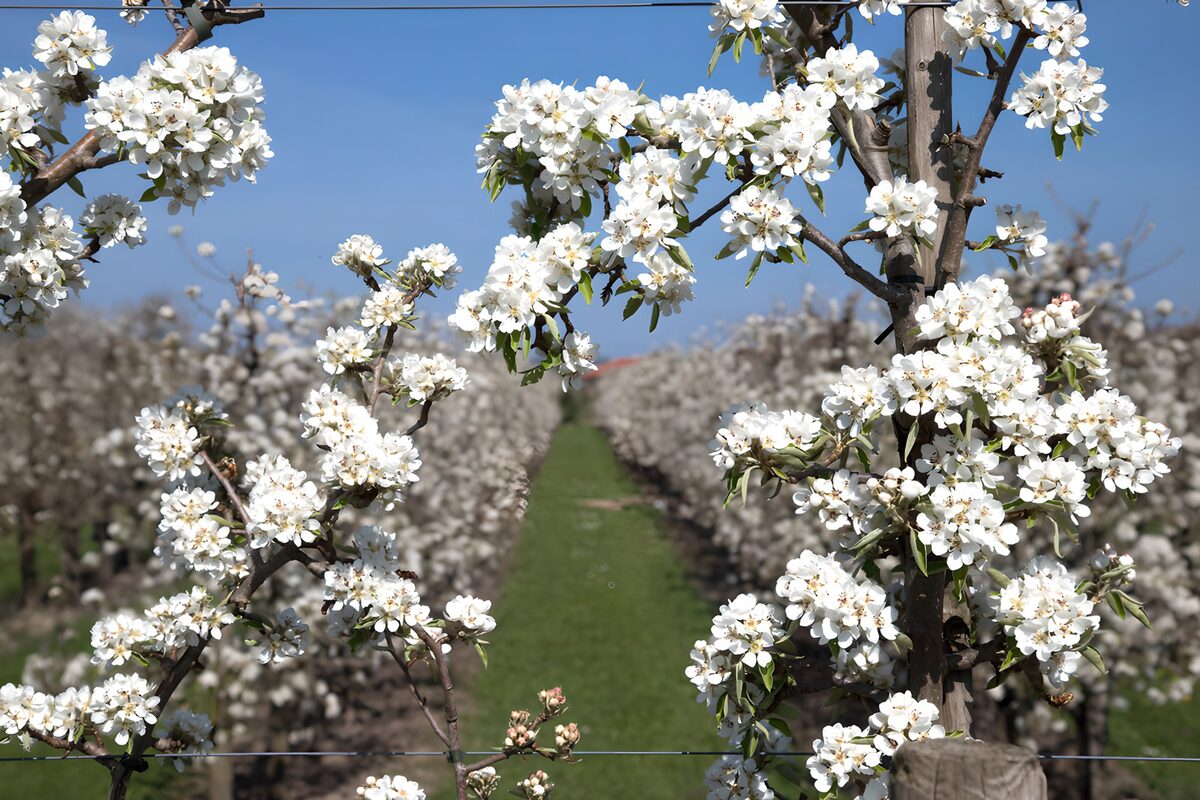 PDGIT7616025: Frutteto in fiore sotto il cielo blu