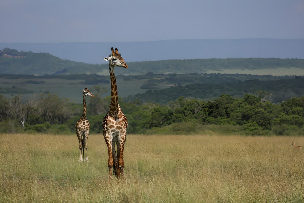 PDGIT8919177: Due giraffe nell’erba alta della savana