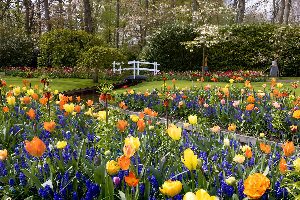 PDGIT6965351: Tulipani gialli e muscari in primavera