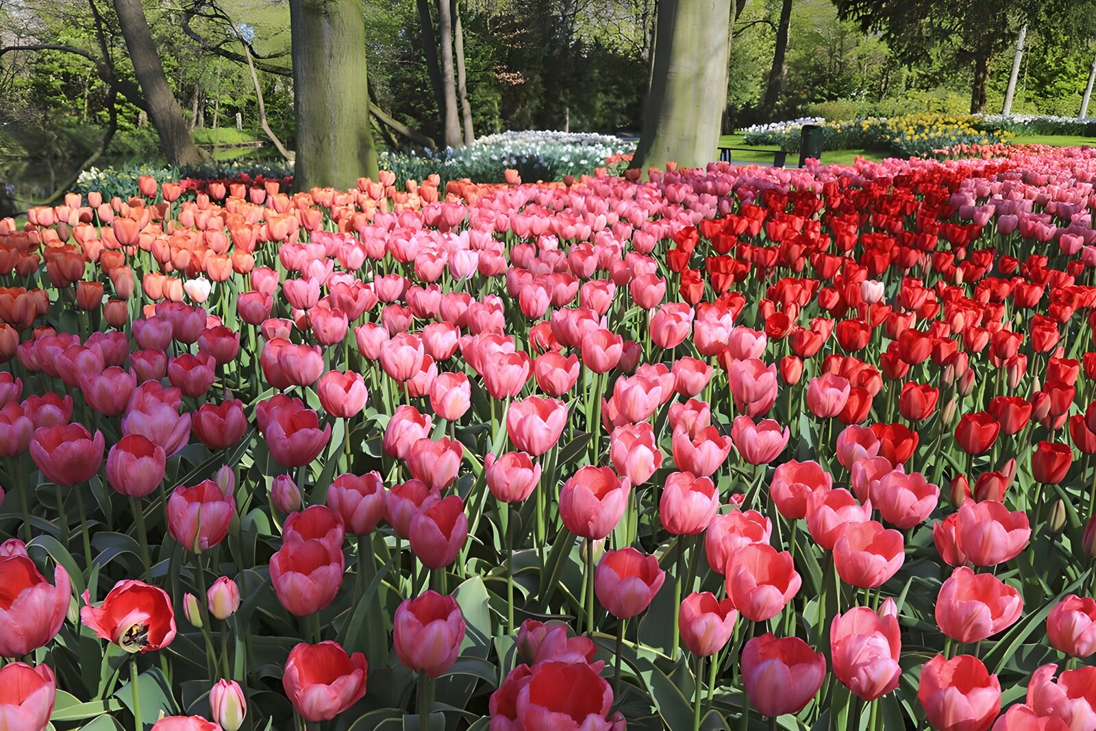 PDGIT8424464: Tulipani rosa e rossi al sole