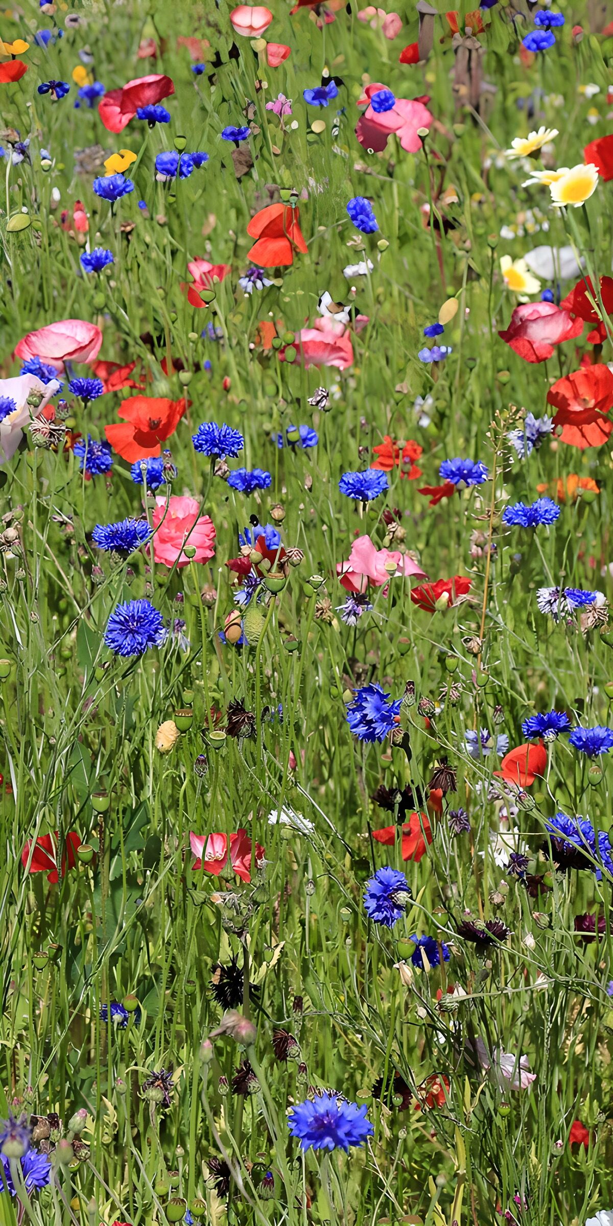 PDGIT9953748: Papaveri e fiordalisi in piena fioritura