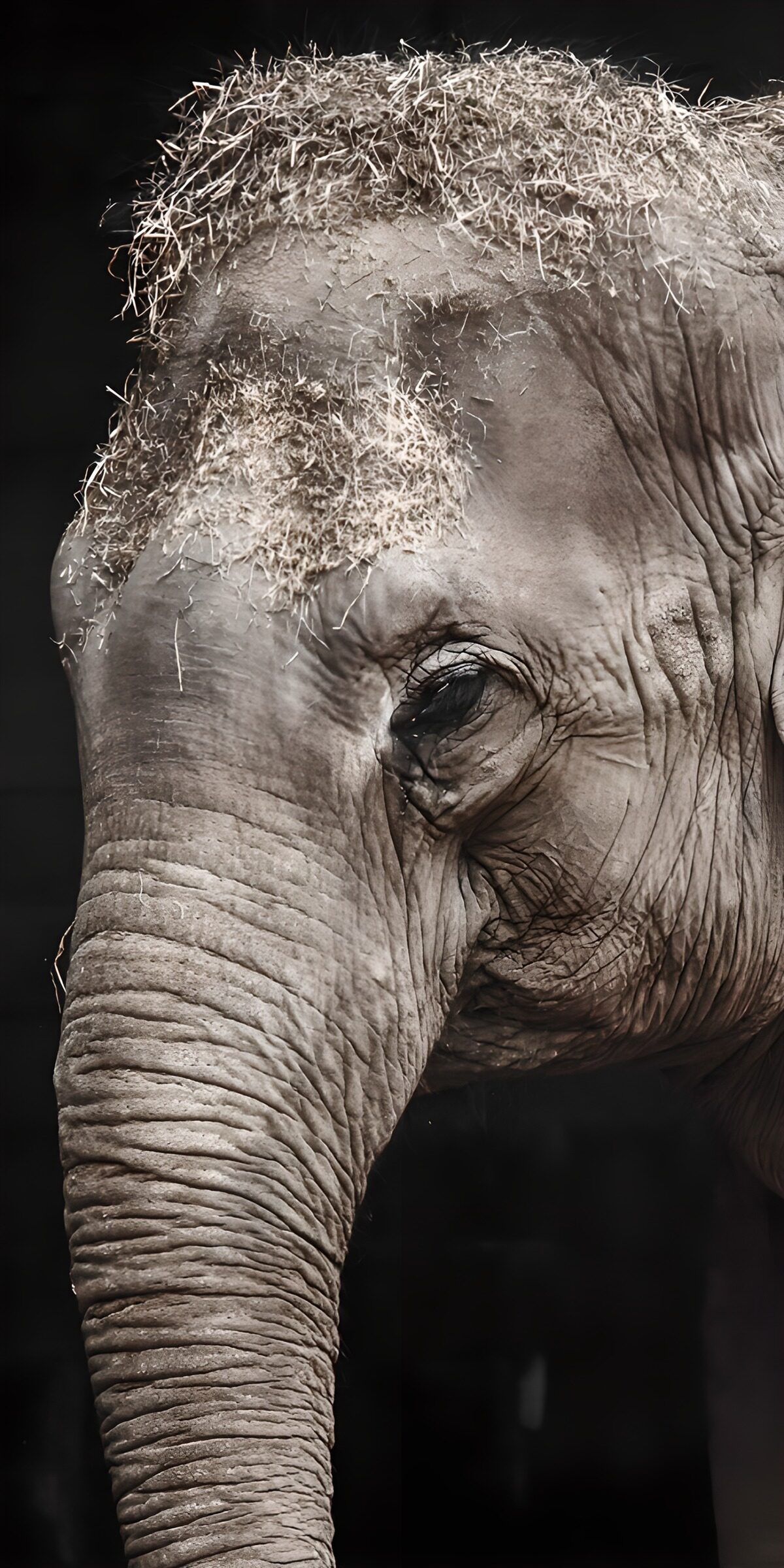 PDGIT8890660: Elefante in primo piano su fondo nero