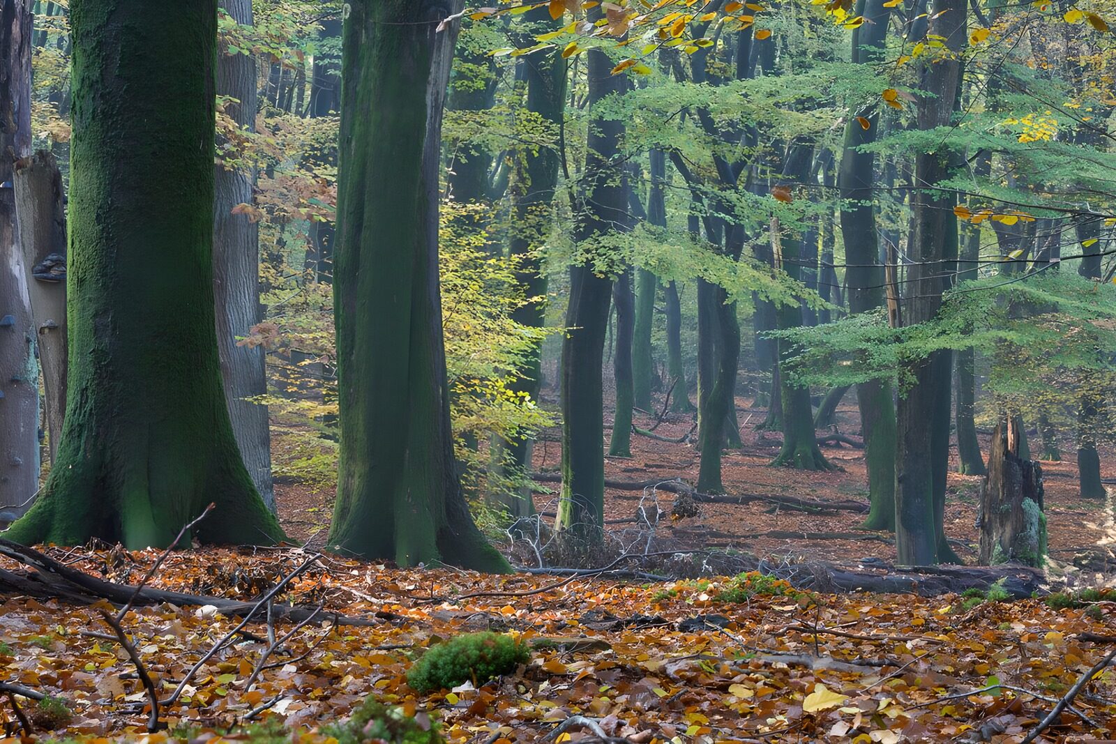 PDGIT1374858: Tronchi e foglie nel bosco d’autunno