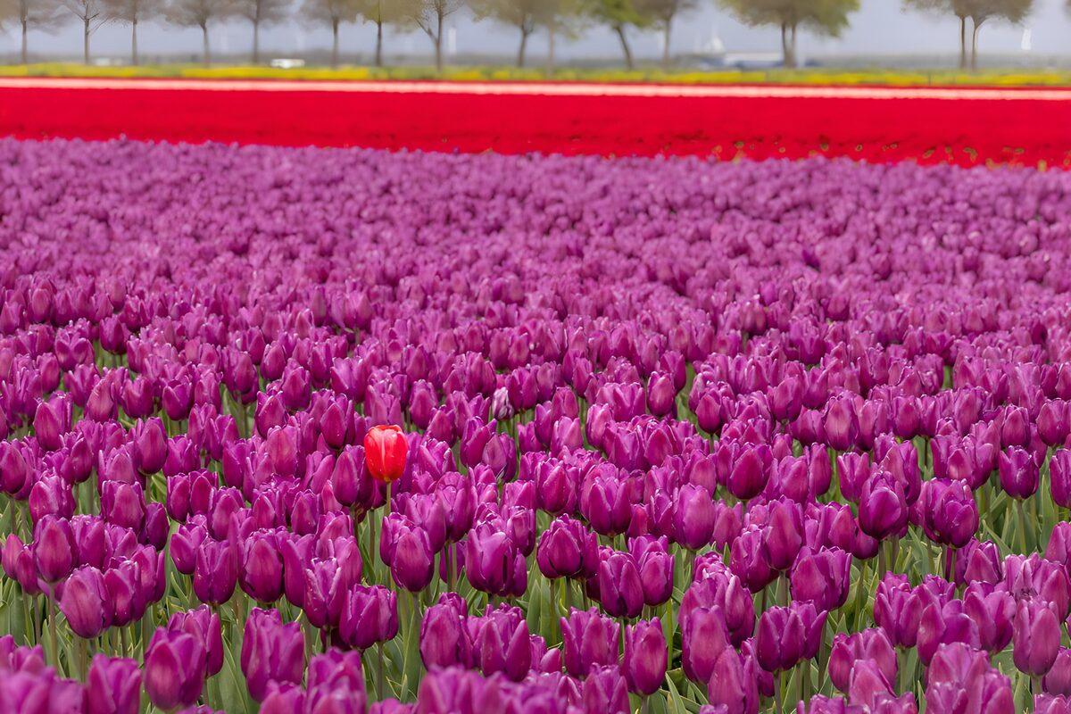 PDGIT4390161: Tulipani viola nella luce di primavera