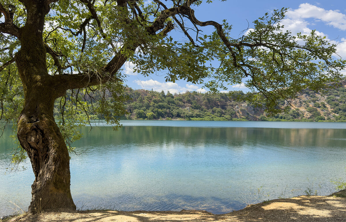 Albero e lago tra luce e ombra