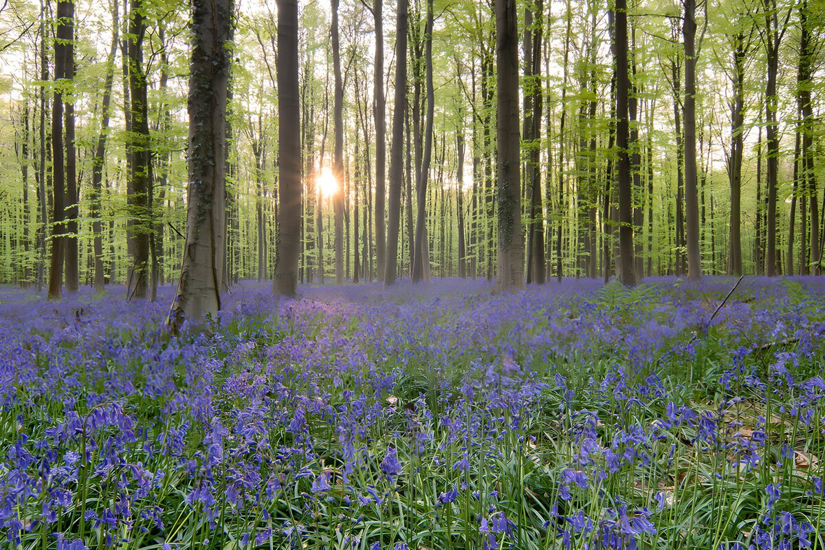 PDGIT9559319: Luce dorata su un mare di fiori blu