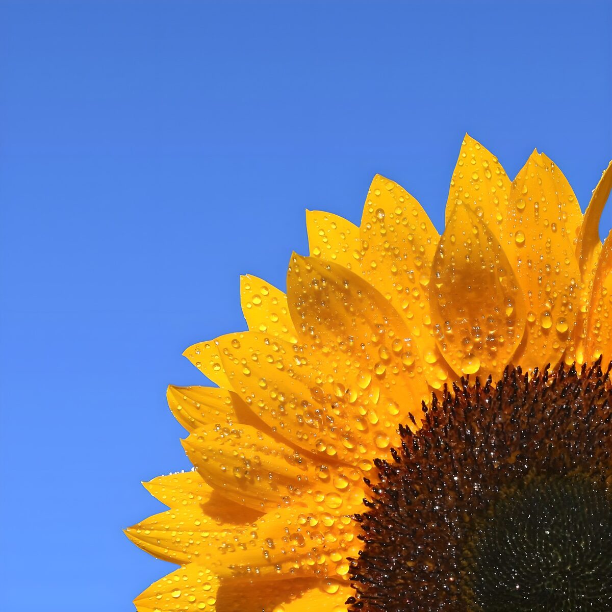 PDGIT2692873: Girasole bagnato in piena luce