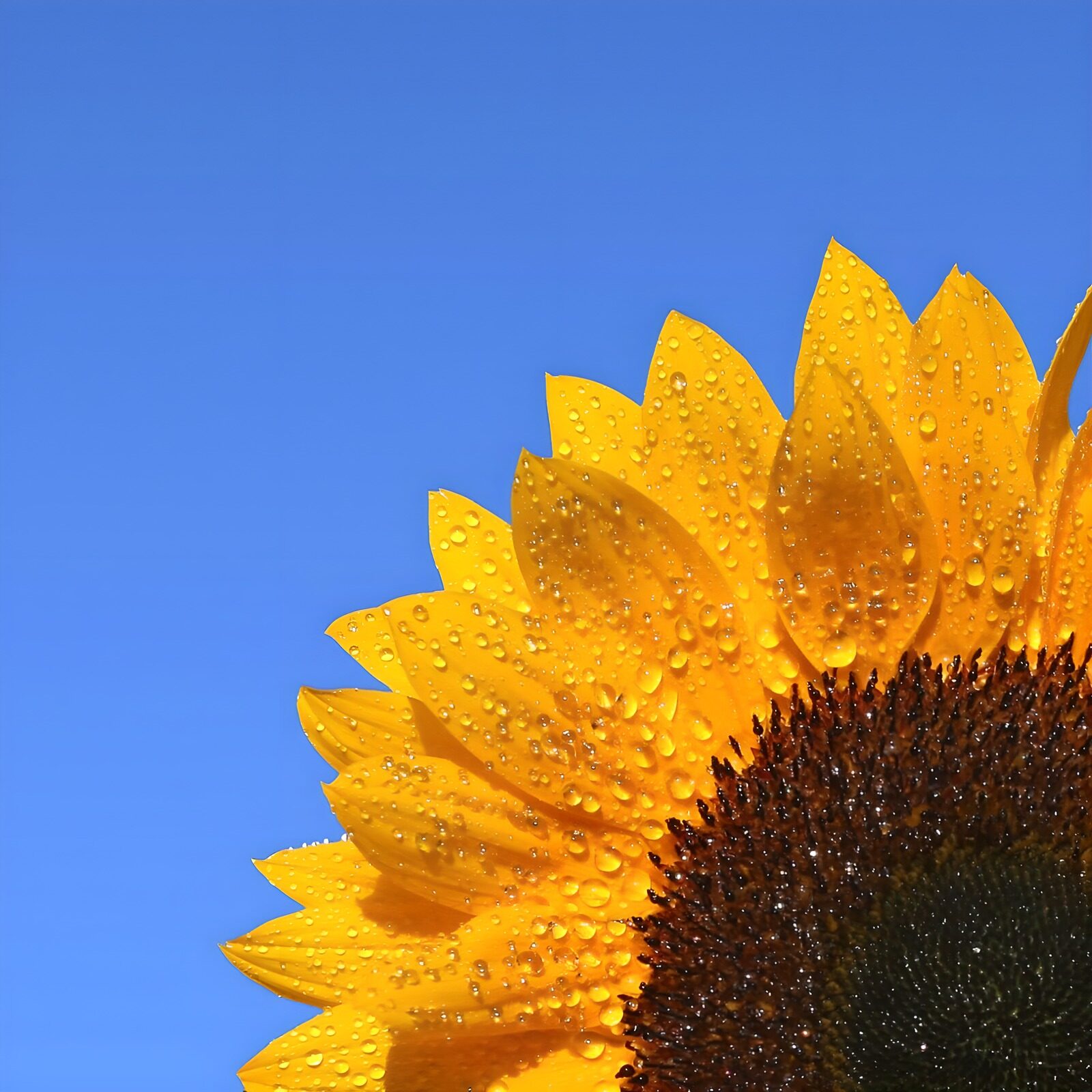 PDGIT2692873: Girasole bagnato in piena luce