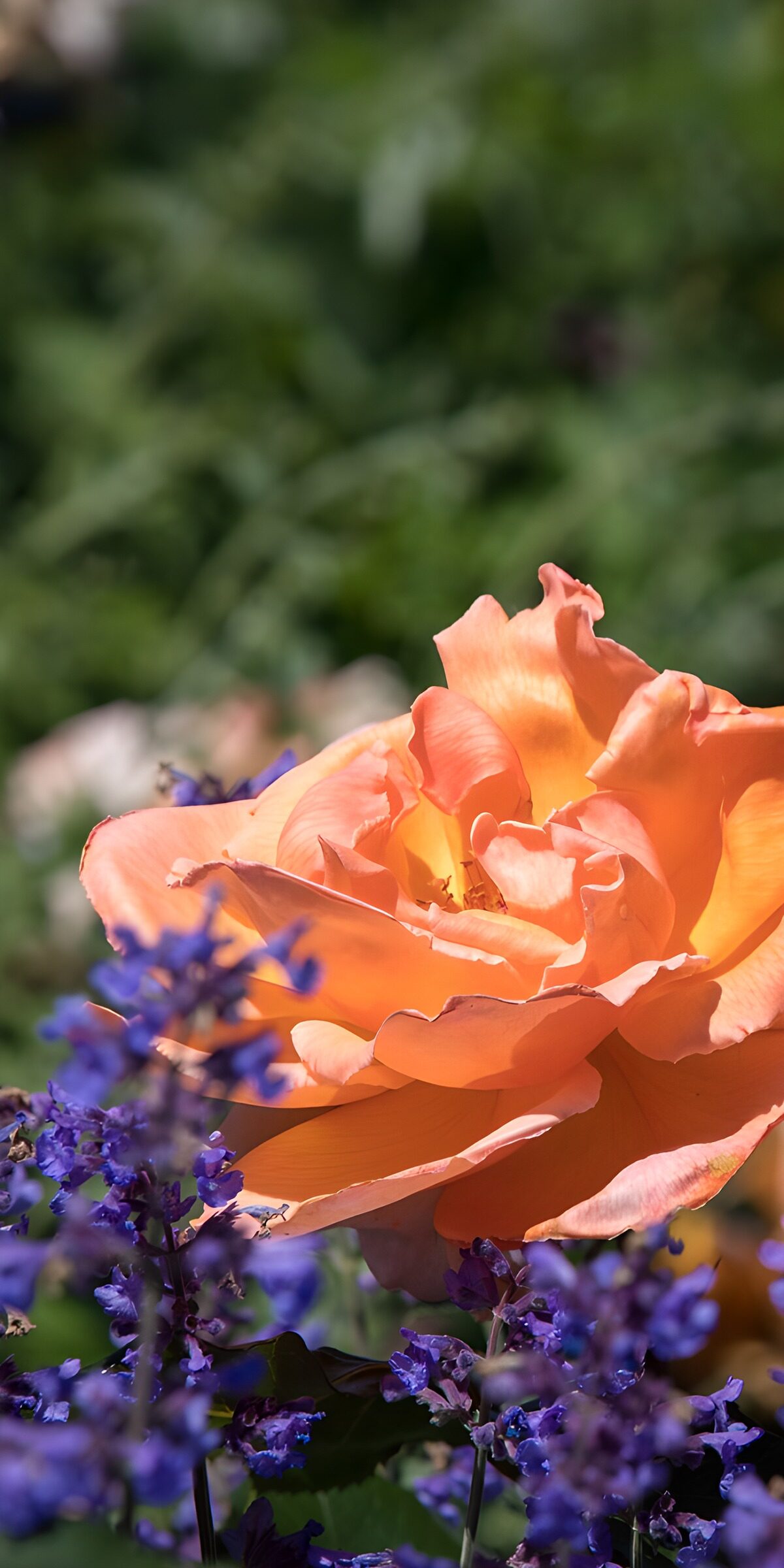 PDGIT3338989: Rosa arancione tra fiori viola