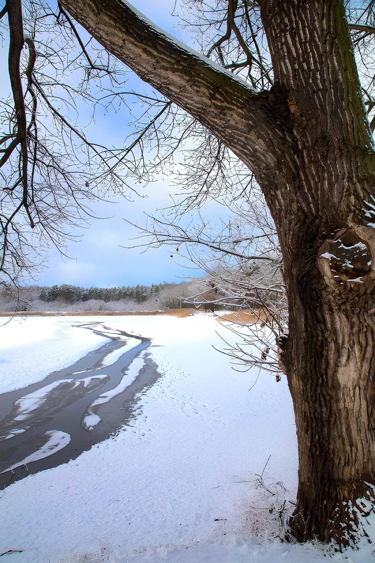 PDGIT4943043: Albero spoglio sul lago ghiacciato