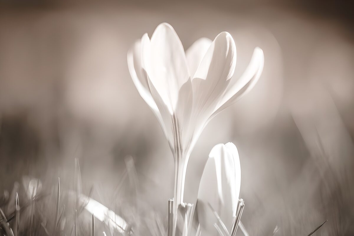 PDGIT1404082: Fiore bianco e bocciolo in luce soffusa