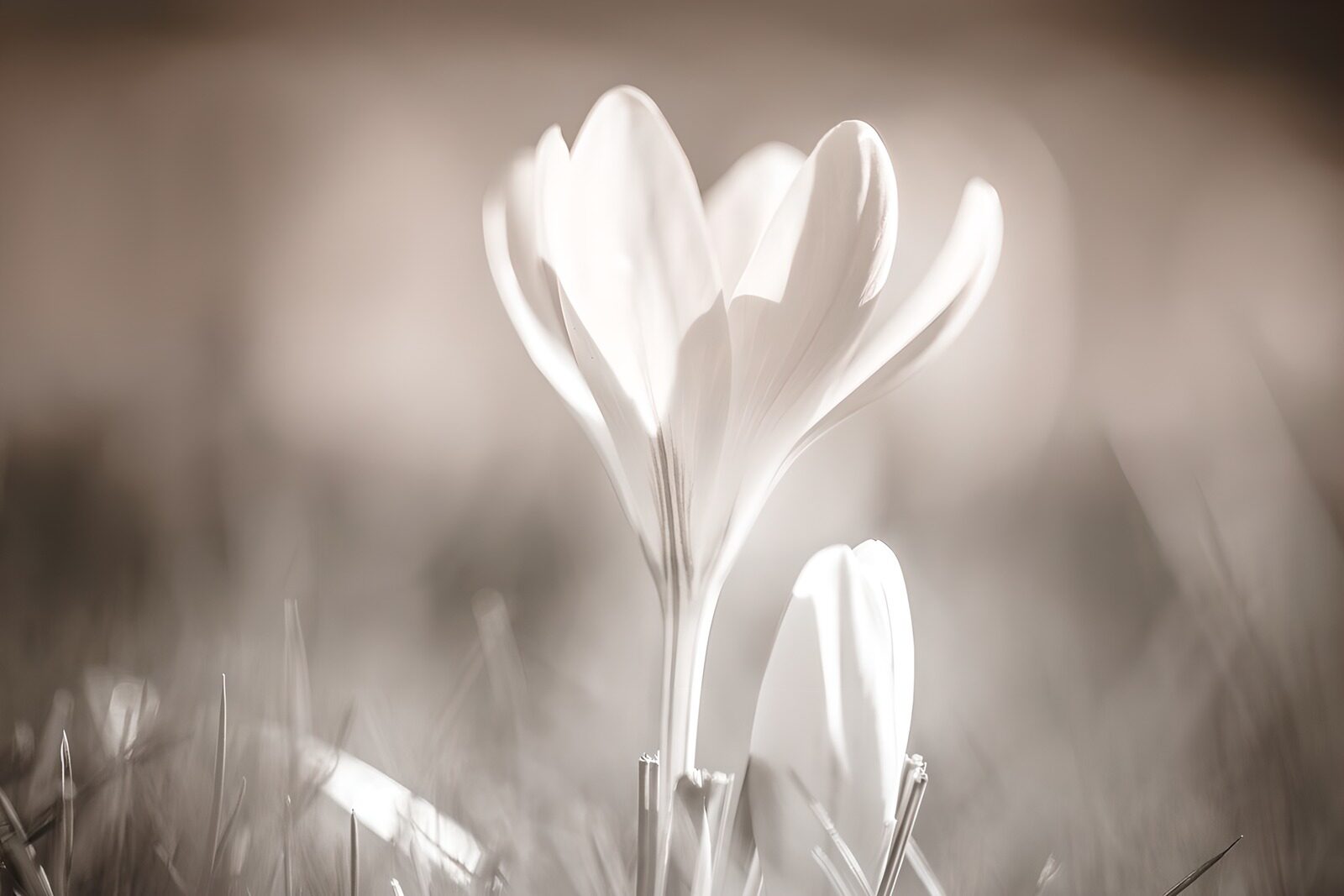 PDGIT1404082: Fiore bianco e bocciolo in luce soffusa