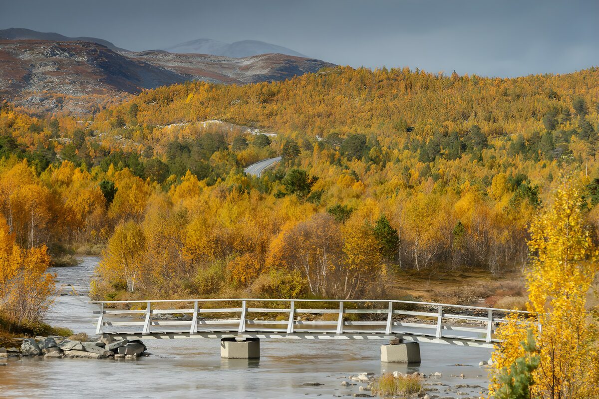 Ponte di legno tra le betulle d’autunno