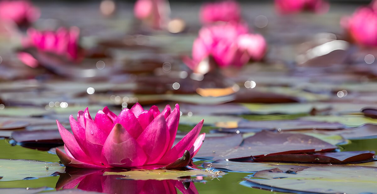 PDGIT8664019: Ninfea rosa tra foglie e acqua calma