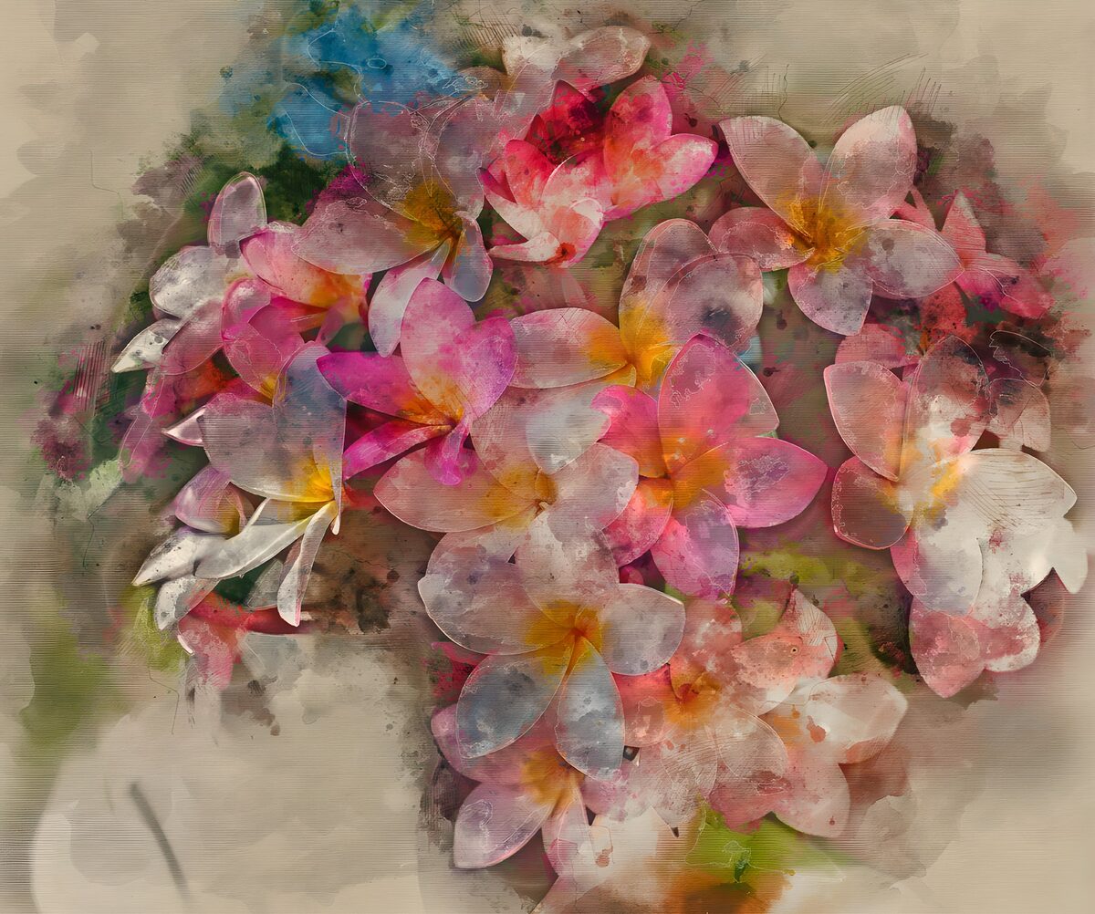 PDGIT1686067: Frangipani rosa e bianchi dai toni morbidi