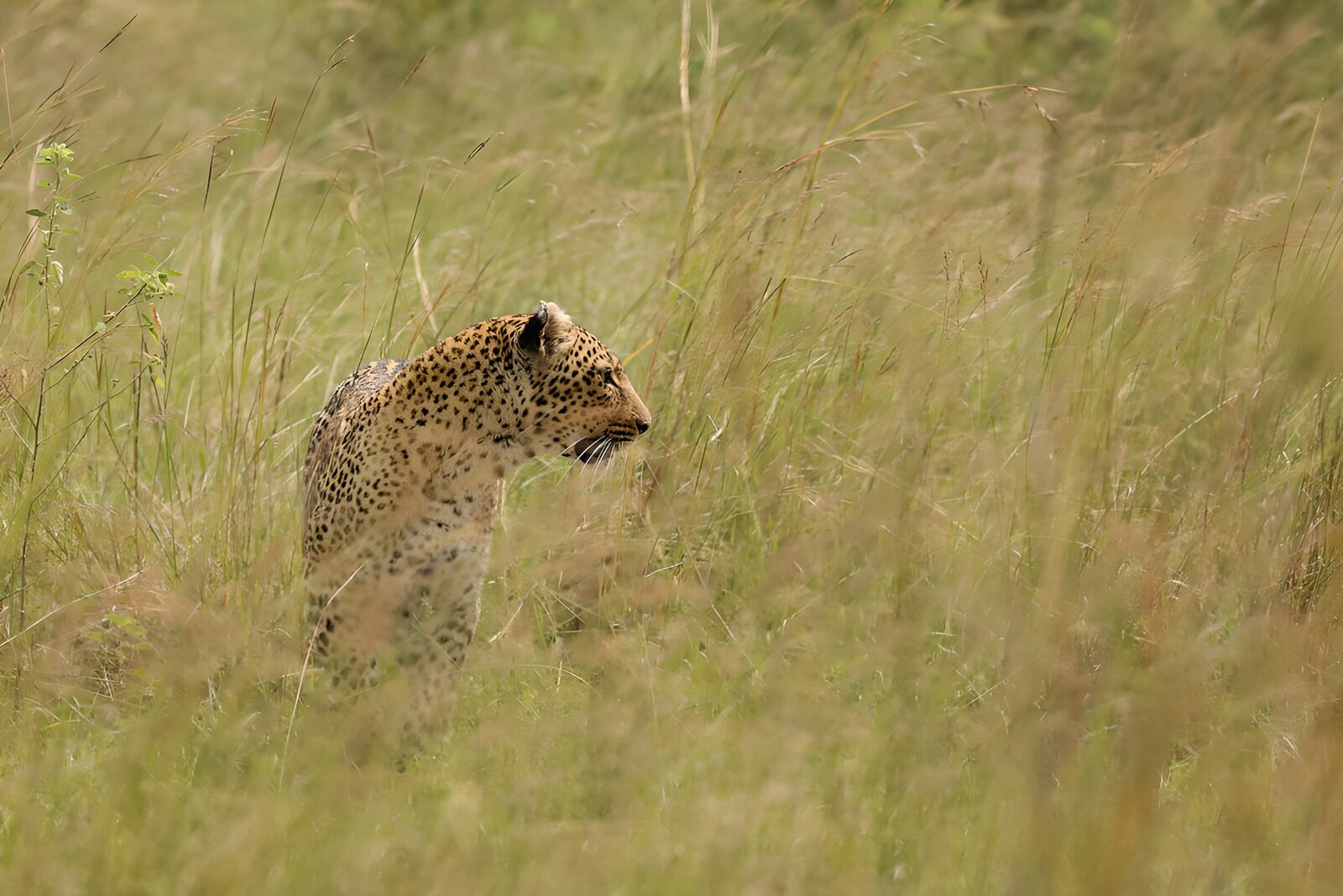 PDGIT9465085: Leopardo di profilo tra l’erba alta