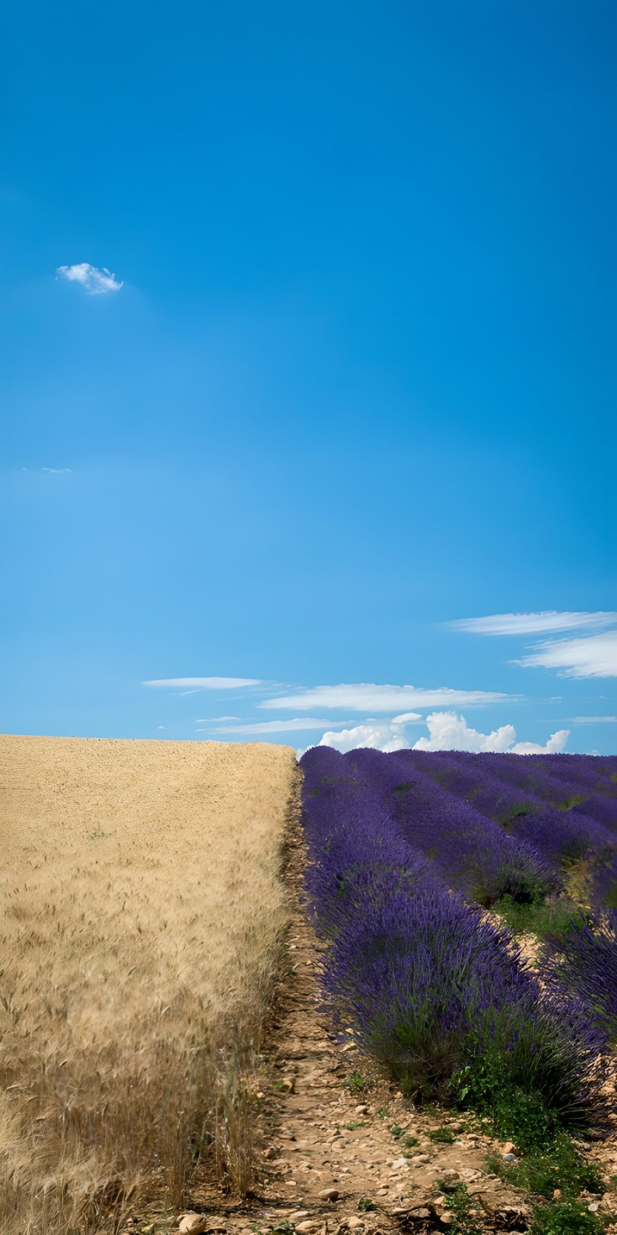 PDGIT6663287: Grano e lavanda sotto il cielo estivo