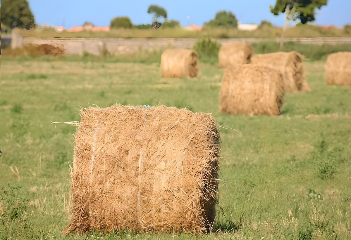 Balle di fieno al sole nel prato