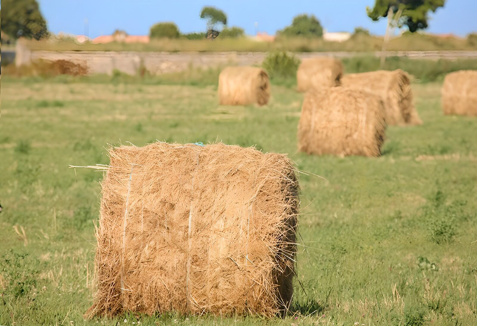 PDGIT8453076: Balle di fieno al sole nel prato