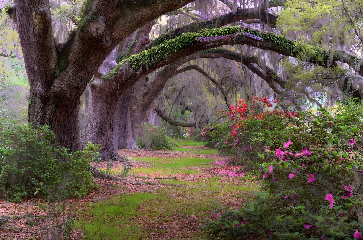 Sentiero tra grandi alberi e fiori rosa